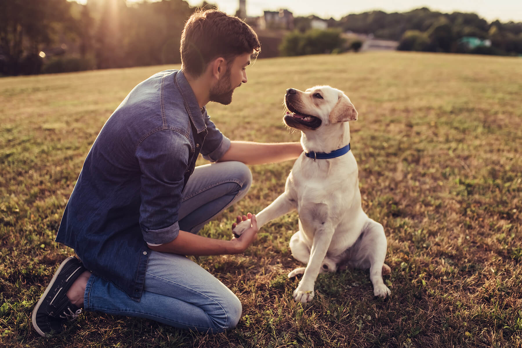 Man shaking paw with a dog